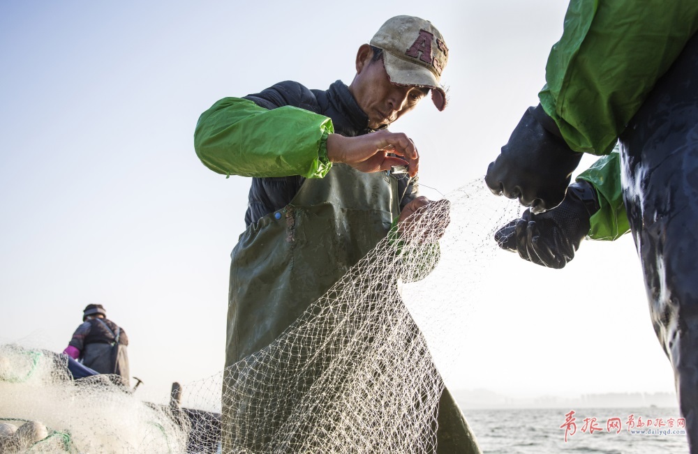 实拍胶州湾小围网捕鱼 记录渔民的勤劳与智慧