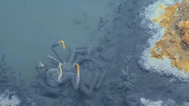 墨西哥湾海底“死亡之池”：生物进入必死无疑