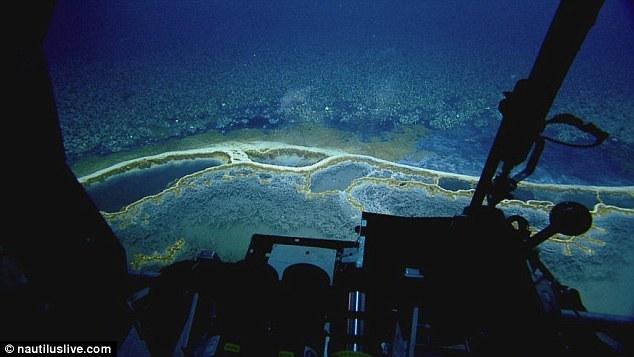 墨西哥湾海底“死亡之池”：生物进入必死无疑
