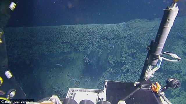 墨西哥湾海底“死亡之池”：生物进入必死无疑