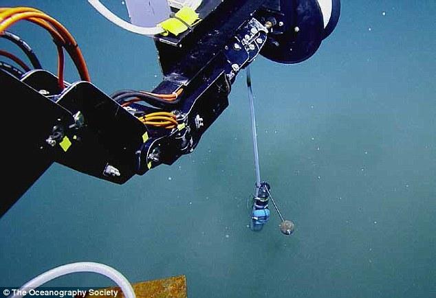 墨西哥湾海底“死亡之池”：生物进入必死无疑
