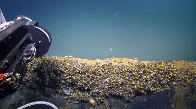 墨西哥湾海底“死亡之池”：生物进入必死无疑