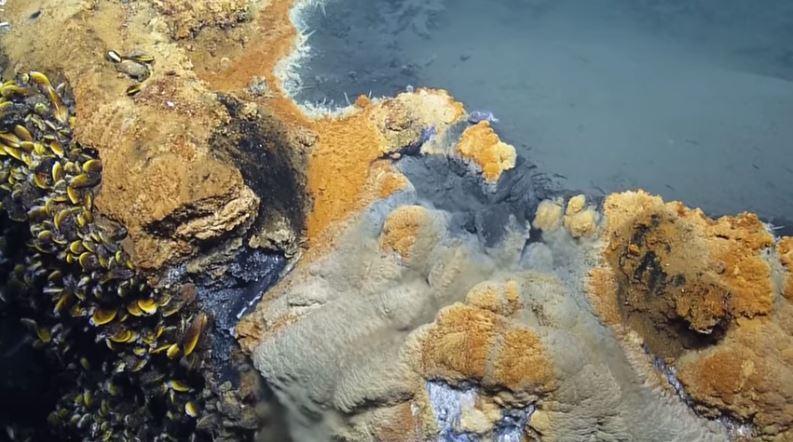 墨西哥湾海底“死亡之池”：生物进入必死无疑