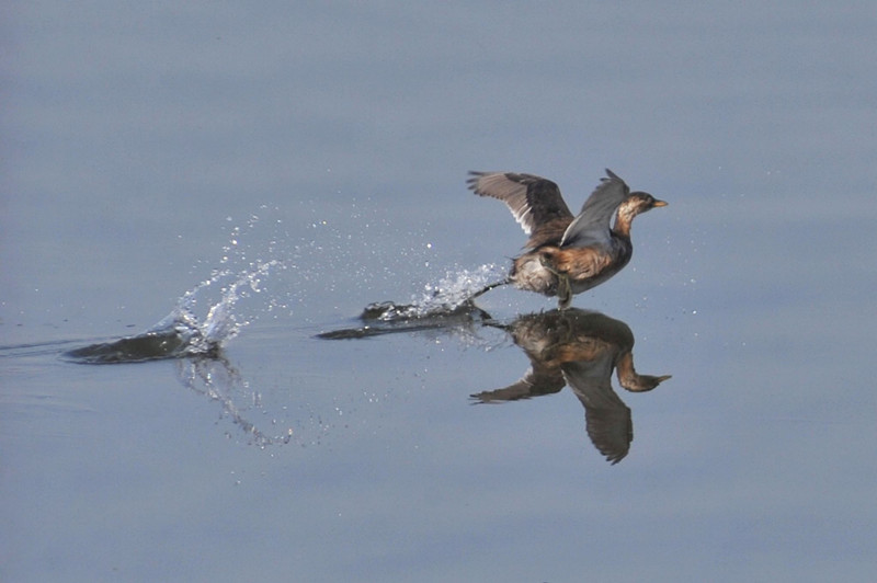 组图：青岛墨水河湿地实拍 候鸟成群美不胜收