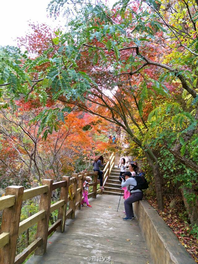 层林尽染漫山红 北九水枫叶迎来最佳观赏期