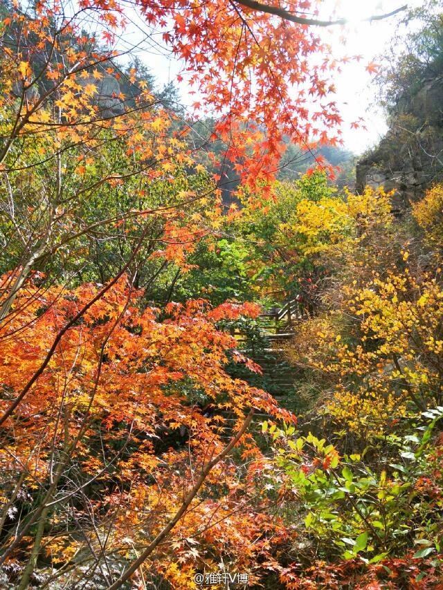 层林尽染漫山红 北九水枫叶迎来最佳观赏期