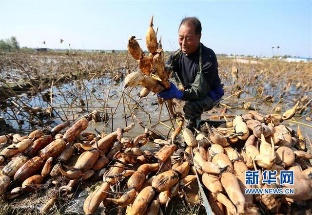 山东即墨金秋雪藕采收忙