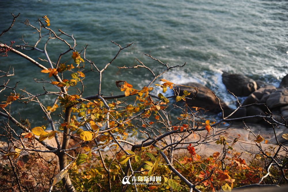 高清：深秋去崂山看海 感受素雅清丽之美