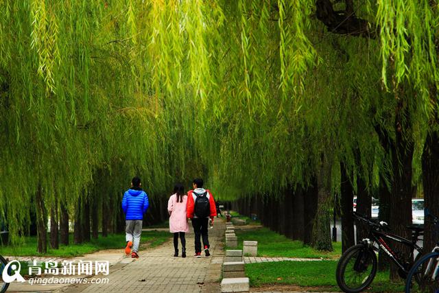 高清:看山科大校园多彩秋景 银杏泛黄枫叶正红