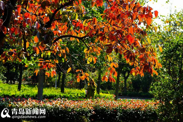 高清:看山科大校园多彩秋景 银杏泛黄枫叶正红