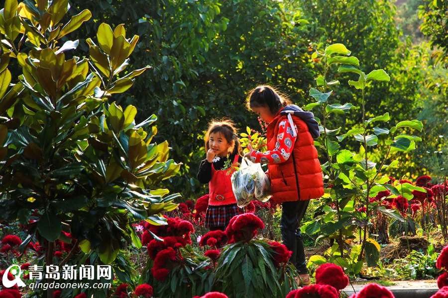 高清:看山科大校园多彩秋景 银杏泛黄枫叶正红