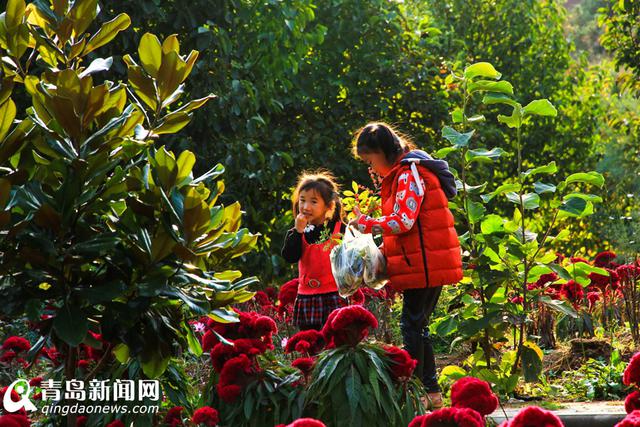 高清:看山科大校园多彩秋景 银杏泛黄枫叶正红