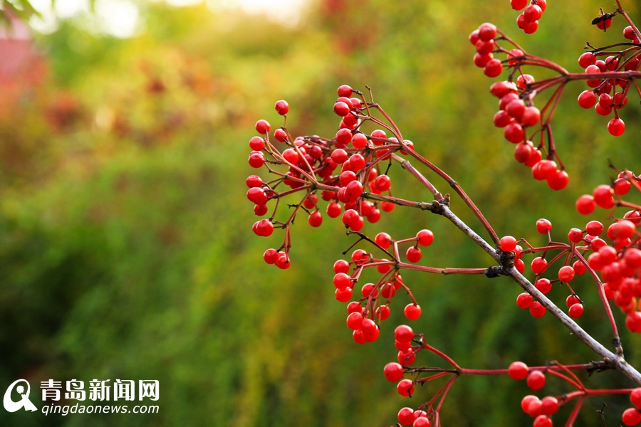 高清:看山科大校园多彩秋景 银杏泛黄枫叶正红