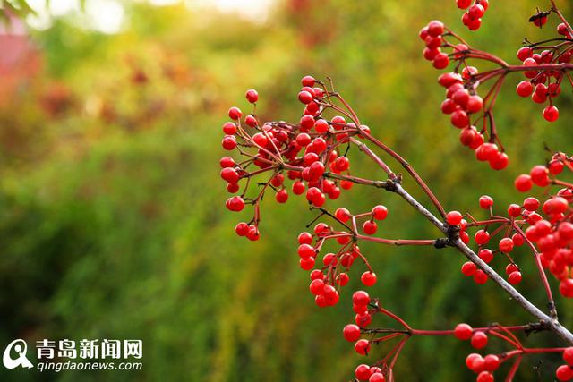 高清:看山科大校园多彩秋景 银杏泛黄枫叶正红