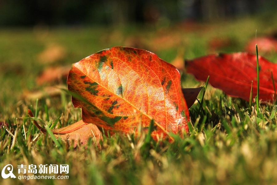 高清:看山科大校园多彩秋景 银杏泛黄枫叶正红