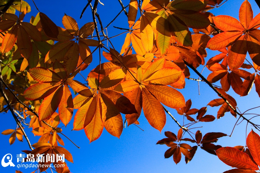 高清:看山科大校园多彩秋景 银杏泛黄枫叶正红