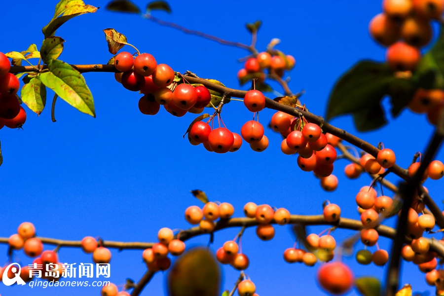 高清:看山科大校园多彩秋景 银杏泛黄枫叶正红