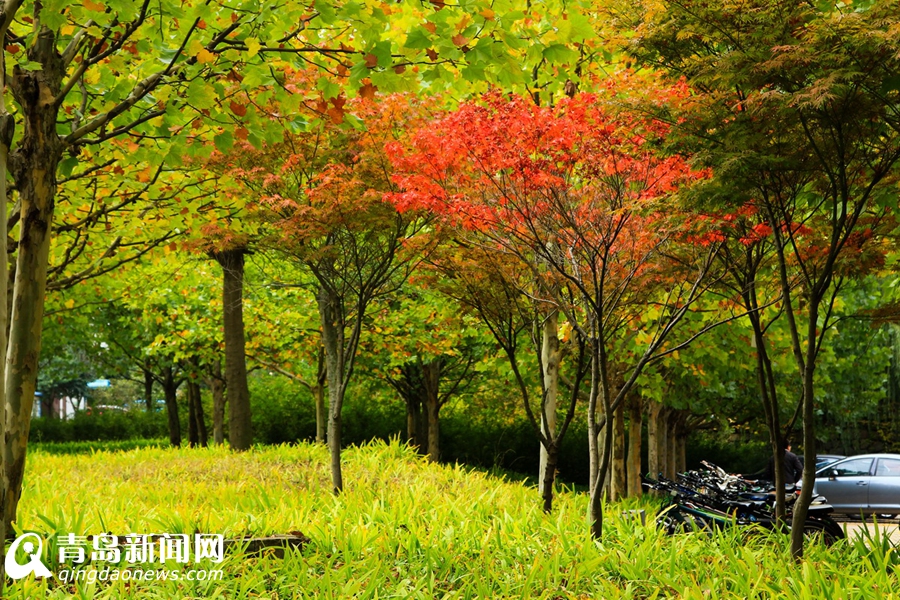 高清:看山科大校园多彩秋景 银杏泛黄枫叶正红