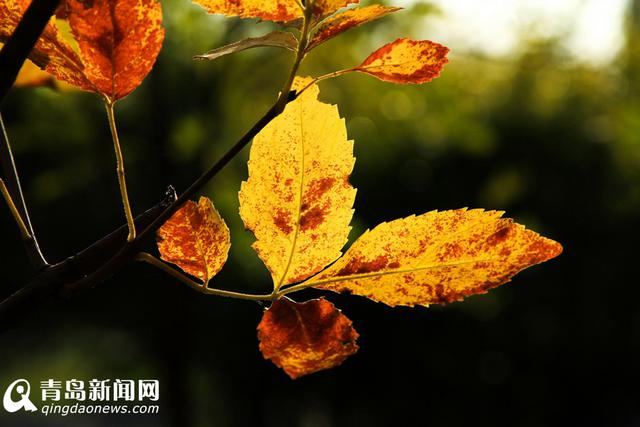 高清:看山科大校园多彩秋景 银杏泛黄枫叶正红