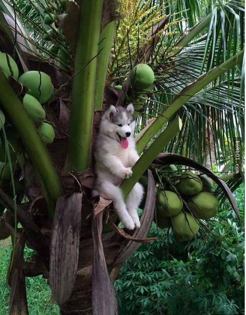 爬上椰子树后开始傻笑的哈士奇引发修图大战