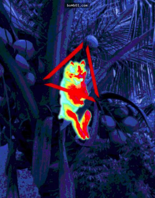 爬上椰子树后开始傻笑的哈士奇引发修图大战