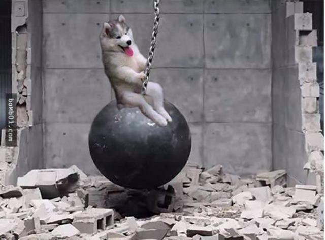 爬上椰子树后开始傻笑的哈士奇引发修图大战