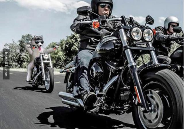 爬上椰子树后开始傻笑的哈士奇引发修图大战