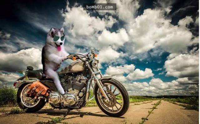 爬上椰子树后开始傻笑的哈士奇引发修图大战