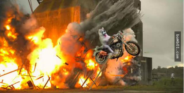 爬上椰子树后开始傻笑的哈士奇引发修图大战