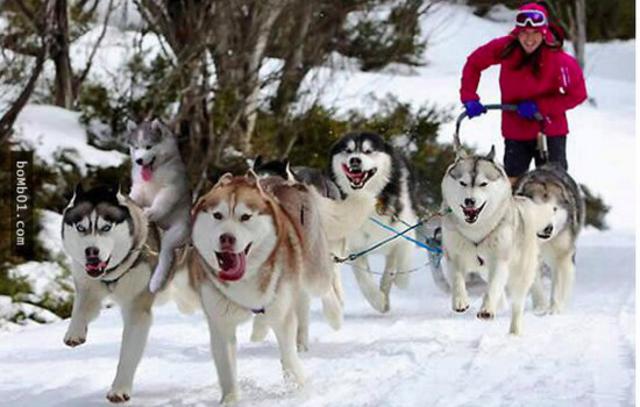 爬上椰子树后开始傻笑的哈士奇引发修图大战