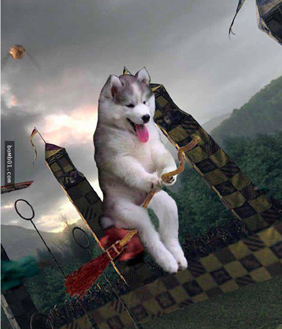 爬上椰子树后开始傻笑的哈士奇引发修图大战