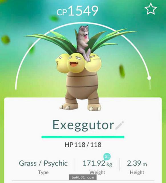 爬上椰子树后开始傻笑的哈士奇引发修图大战