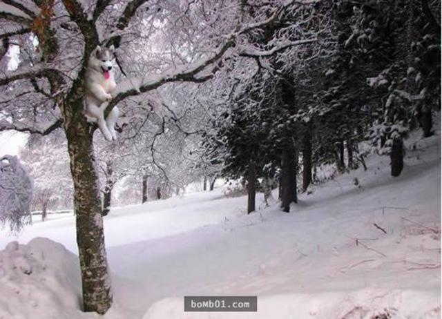 爬上椰子树后开始傻笑的哈士奇引发修图大战