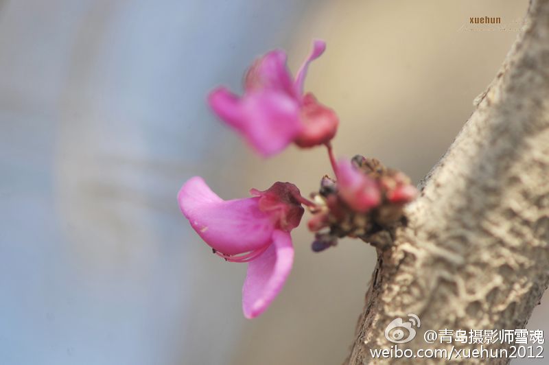 惊艳！青岛紫荆花反季盛开 仿若“秋去春来”