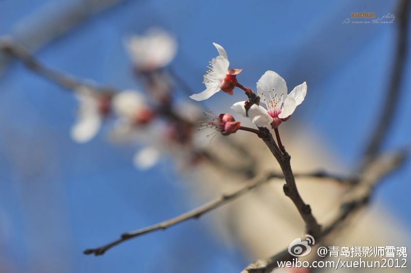 惊艳！青岛紫荆花反季盛开 仿若“秋去春来”