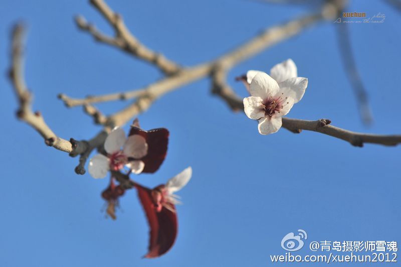 惊艳！青岛紫荆花反季盛开 仿若“秋去春来”