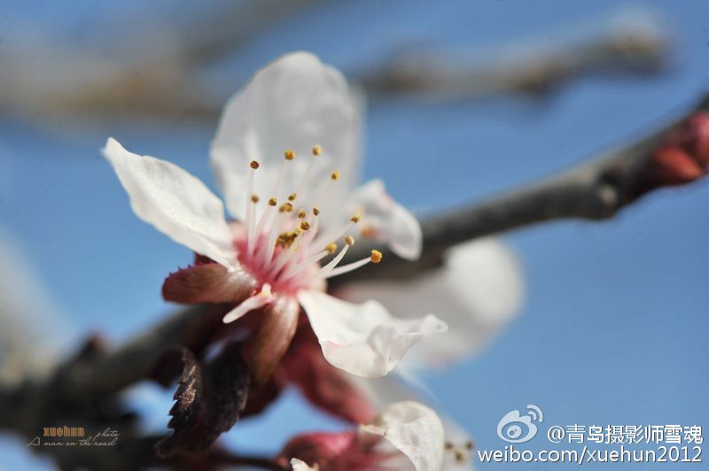 惊艳！青岛紫荆花反季盛开 仿若“秋去春来”