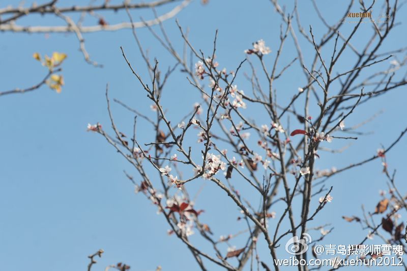 惊艳！青岛紫荆花反季盛开 仿若“秋去春来”