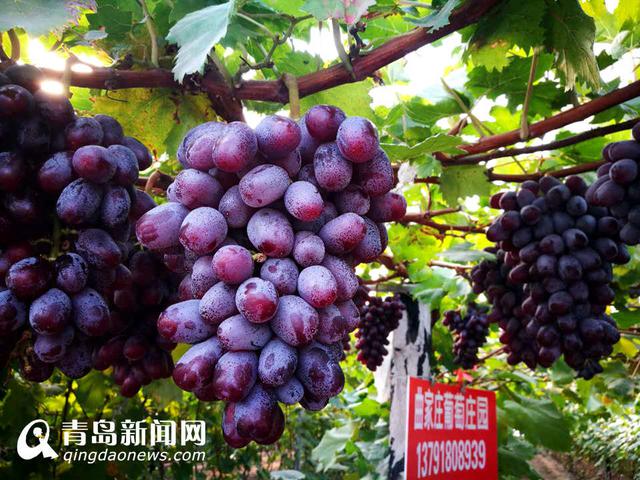 约起来! 青岛不止有山海 小编带您逛近郊 约起来! 青岛不止有山海 小编带您逛近郊