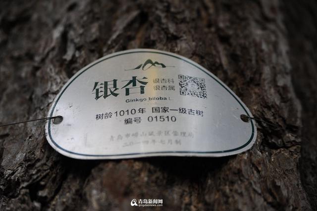 高清：千年银杏披黄金甲 深秋太清宫美得醉了