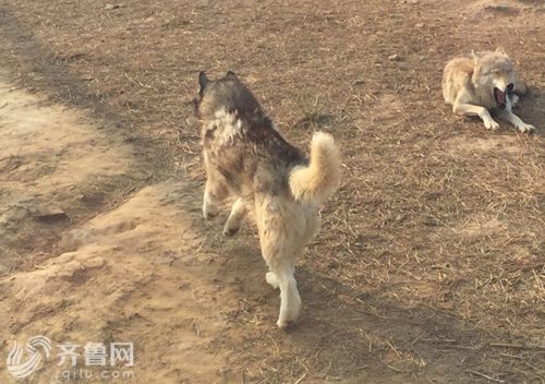 一动物园狼舍现哈士奇 园方：在狼群中有地位