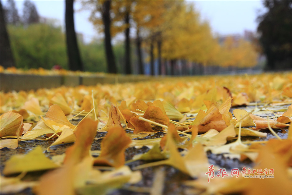 组图：雨后青岛高校诗意盎然 落叶缤纷铺“金毯”