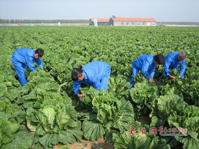 胶州大白菜10天后规模上市 收购价今年涨两成 胶州大白菜10天后规模上市 收购价今年涨两成
