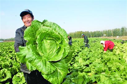 30万亩大白菜迎收获季 预计下周大量上市