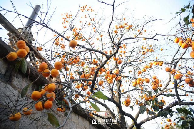 高清：崂山谢家河柿子丰收 个头硕大甜糯多汁