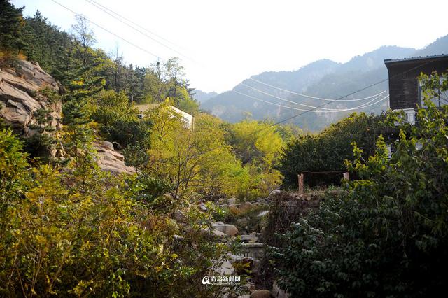 高清：崂山谢家河柿子丰收 个头硕大甜糯多汁