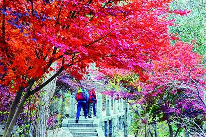 崂山巨峰枫叶大面积泛红 将迎景色最妖娆季节