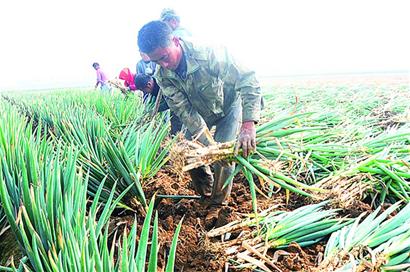 卷心菜价格创5年来新高 大蒜价格直逼五花肉