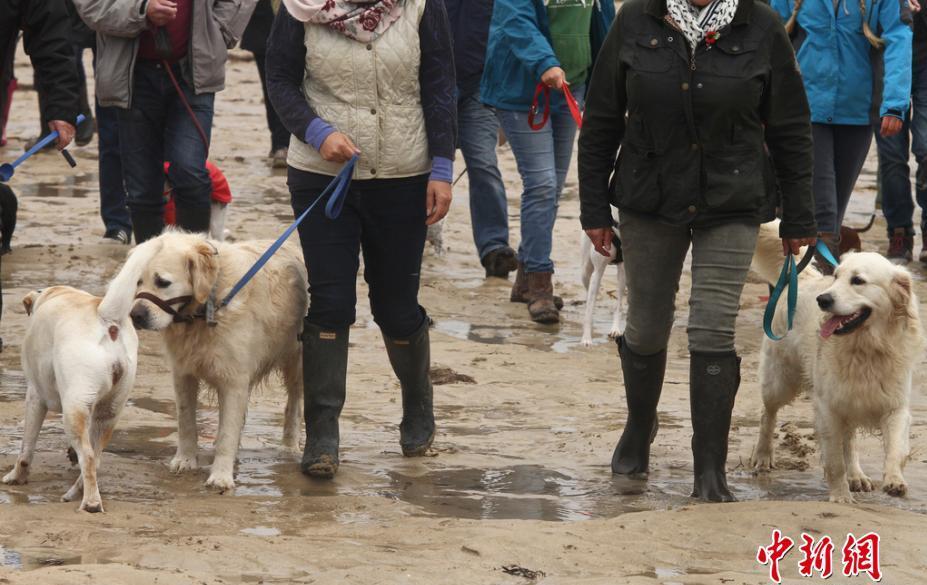 高龄狗狗接受安乐死 数百人陪它最后一次散步