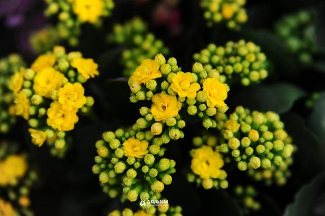 青岛花市初冬卖得火 温室花朵娇艳欲滴